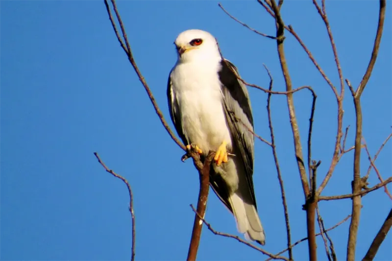 AVES